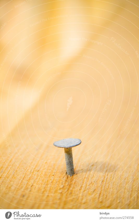 Nagelstudio Handwerk Holz stehen ästhetisch hell lang gelb Einsamkeit Perspektive Balken Holzbrett 1 Farbfoto Gedeckte Farben Außenaufnahme Nahaufnahme