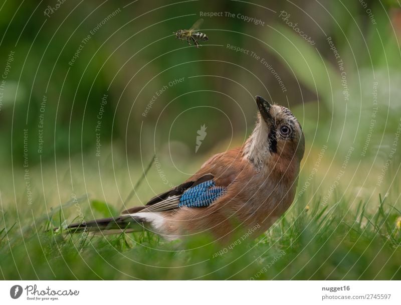 Eichelhäher und Biene Umwelt Natur Pflanze Tier Sonnenlicht Frühling Sommer Herbst Schönes Wetter Gras Sträucher Garten Park Wiese Wald Wildtier Vogel