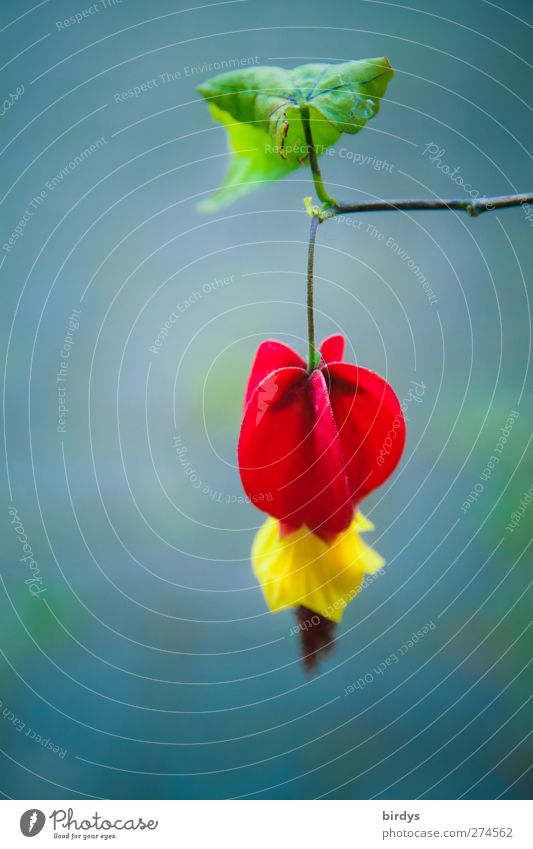 Blätterdach Pflanze Frühling Sommer Blatt Blüte Schönmalve Zierpflanze Blühend Duft hängen leuchten ästhetisch exotisch schön positiv blau gelb grün rot Natur