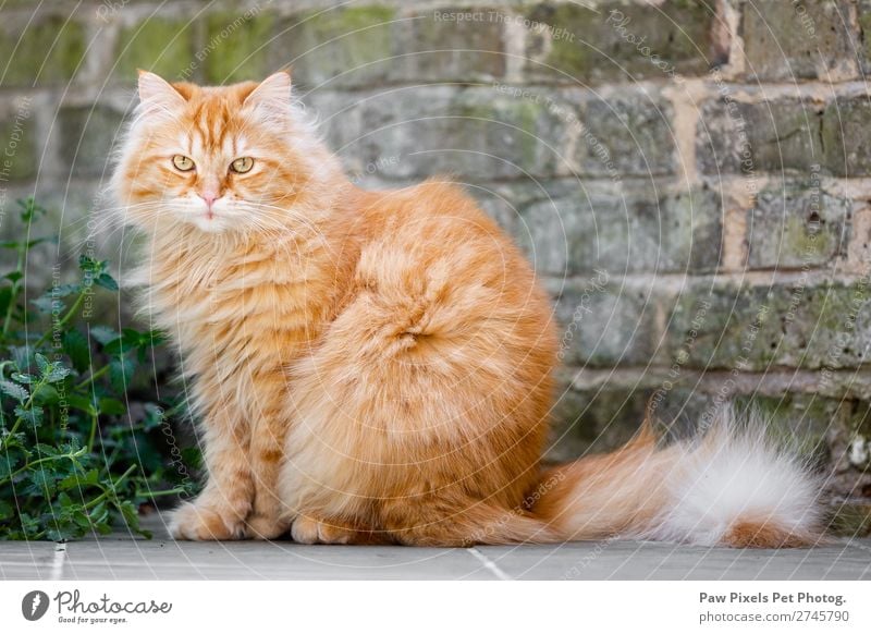 Eine Katze an einer Ziegelwand Pflanze Blume Gras Sträucher Mauer Wand Garten Tier Haustier Tiergesicht Fell Pfote 1 sitzen schön einzigartig kuschlig niedlich