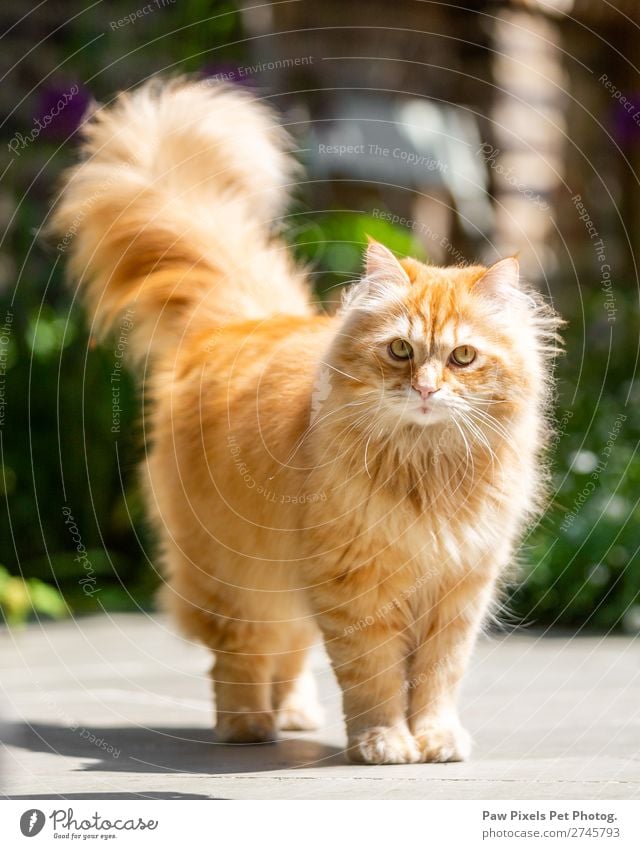 Eine majestätische Ingwer-Katze, die in die Kamera schaut. Sonne Frühling Sommer Herbst Pflanze Baum Blume Gras Sträucher Grünpflanze Garten Park Wiese Tier