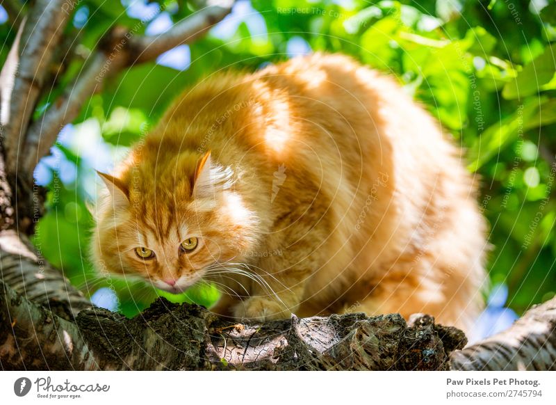 Katze auf einem Baum Tier Haustier Tiergesicht Fell Pfote 1 Tierjunges hocken Jagd lernen sitzen schön niedlich Ingwer Farbfoto Außenaufnahme Nahaufnahme