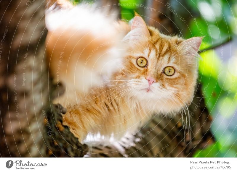 Eine Katze auf einem Baum. Tier Tiergesicht Fell 1 sitzen gelb gold grün orange majestätisch Katzenbaby Perserkatze Persisch furchtbar seltsam festgeklebt