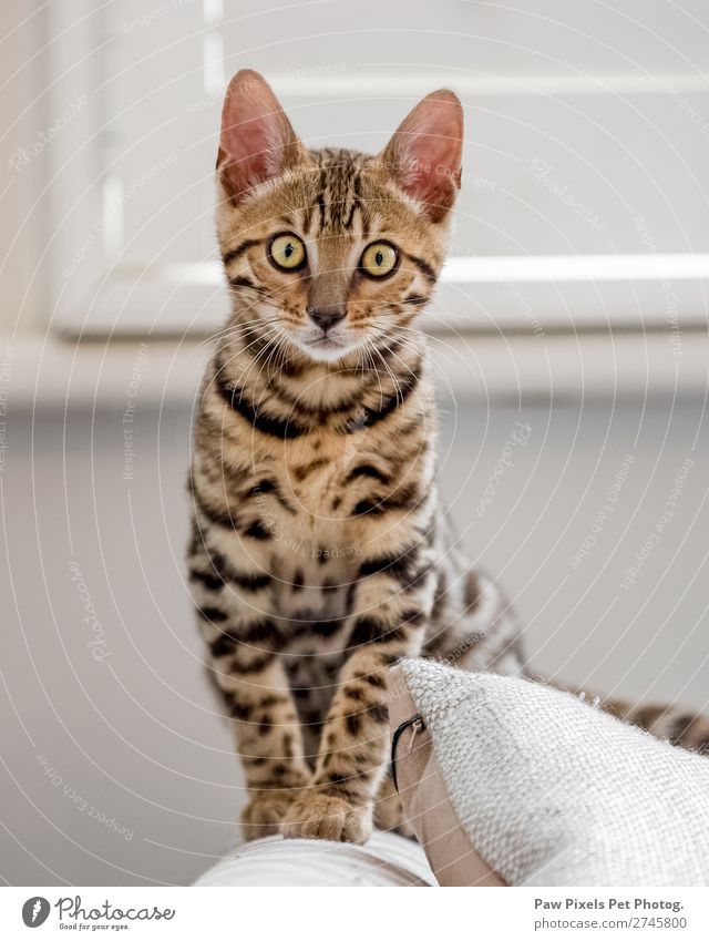 Bengalkätzchen auf einem Sofaarm sitzend Häusliches Leben Wohnung Haus Traumhaus Innenarchitektur Sessel Stuhl Raum Wohnzimmer Tier Katze Tiergesicht Fell Pfote