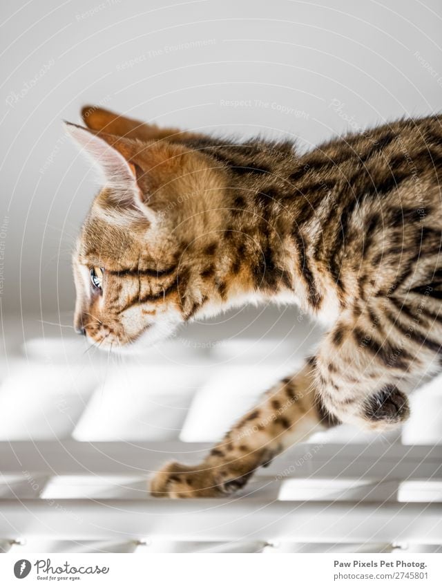 Bengalisches Kätzchen, das über einen beleuchteten Boden geht. Tier Haustier Katze Tiergesicht Fell Pfote 1 Tierjunges laufen Bengalen Farbfoto Innenaufnahme