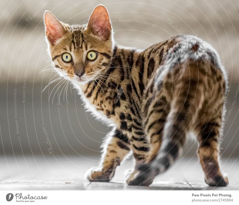 Bengalisches Kätzchen schaut in die Kamera. Tier Haustier Katze Tiergesicht Fell Pfote 1 Tierjunges Blick stehen schön einzigartig kuschlig Neugier niedlich