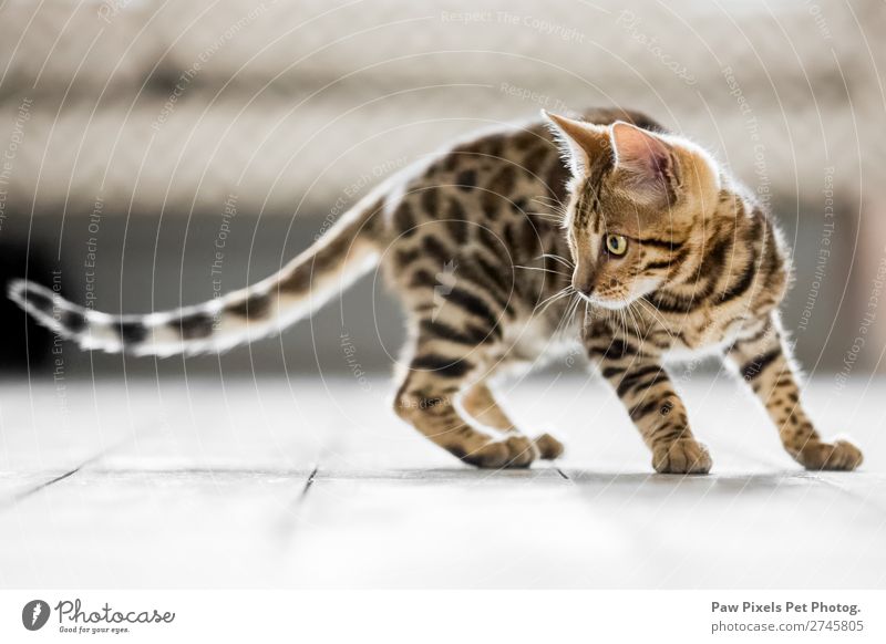 Bengalisches Kätzchen mit langer Schwanzjagd Tier Haustier Katze Tiergesicht Fell Krallen Pfote 1 Tierjunges Jagd stehen schön einzigartig braun gelb orange