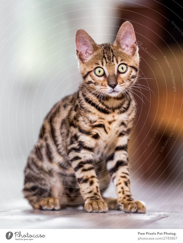 Ein bengalisches Kätzchen, das in die Kamera schaut. Tier Katze Tiergesicht Fell Pfote 1 Tierjunges Jagd sitzen stehen kuschlig Neugier niedlich braun gelb gold