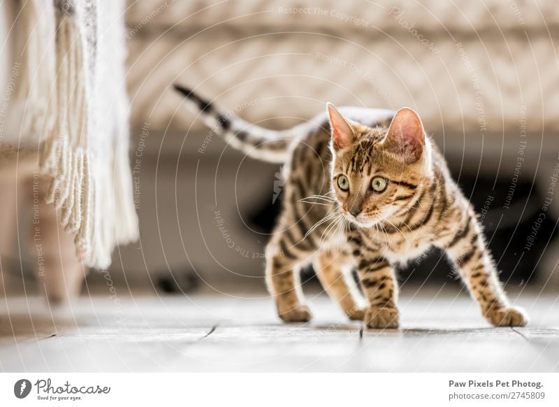 Ein bengalisches Kätzchen, das unter ein Sofa schaut. schön Baby Tier Pelzmantel Haustier Katze Tierjunges klein niedlich grau weiß Katzenbaby heimisch