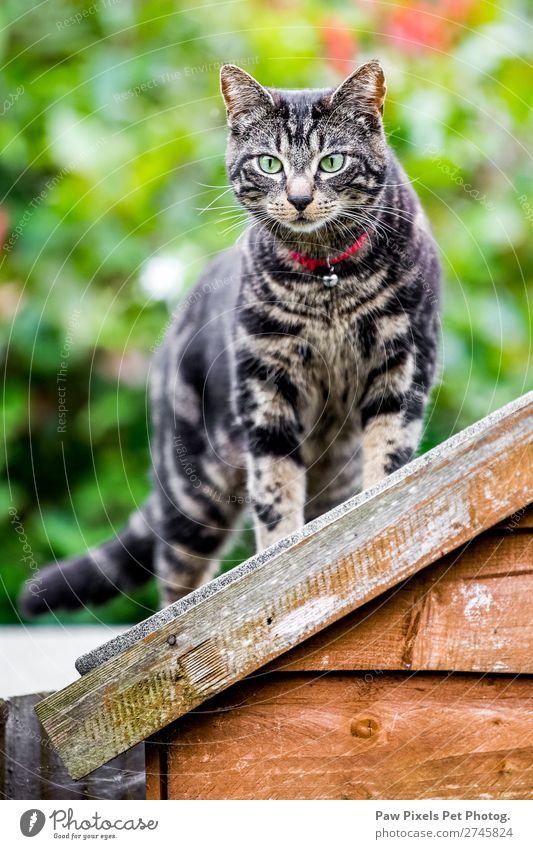 Katze auf dem Dach eines Schuppens sitzend Baum Blume Sträucher Hütte Parkhaus Tier Tiergesicht Fell 1 schön einzigartig niedlich braun grün orange