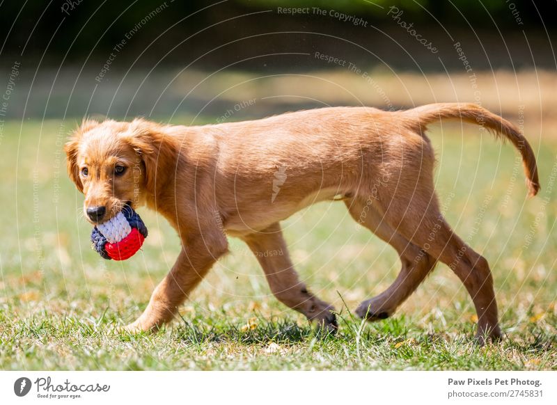 Hund mit einem Ball Frühling Sommer Pflanze Baum Blume Gras Sträucher Garten Park Wiese Feld Tier Tiergesicht Fell Pfote 1 Tierjunges laufen rennen tragen