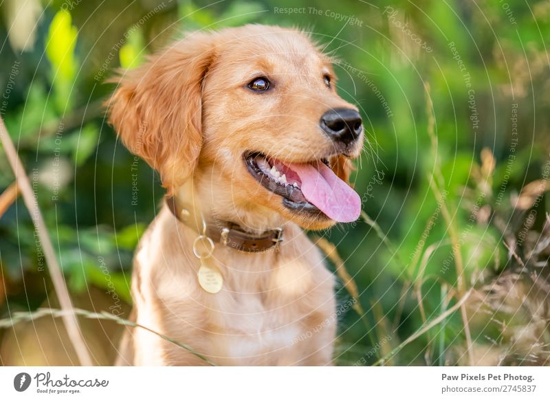 Welpengesicht Porträt Frühling Sommer Herbst Schönes Wetter Pflanze Baum Blume Gras Sträucher Moos Garten Park Wiese Feld Wald Tier Haustier Hund Tiergesicht