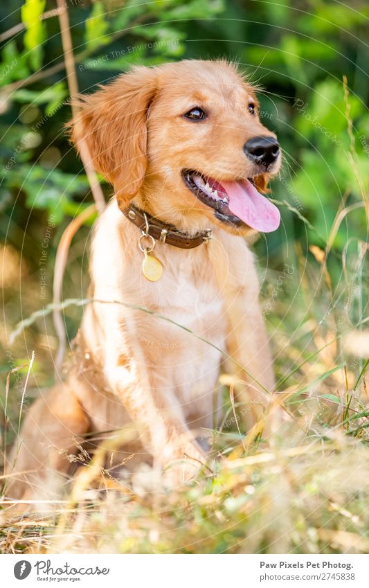 Welpe im langen Gras Tier Haustier Hund Tiergesicht Fell Pfote 1 Tierjunges sitzen warten Freundlichkeit Fröhlichkeit schön niedlich Golden Retriever Zunge