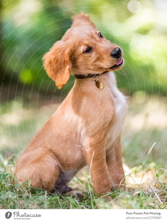 süßer Welpe Hund im rauen Gras sitzend Frühling Sommer Herbst Schönes Wetter Tier Haustier Tiergesicht Fell 1 Tierjunges Denken Blick träumen einfach