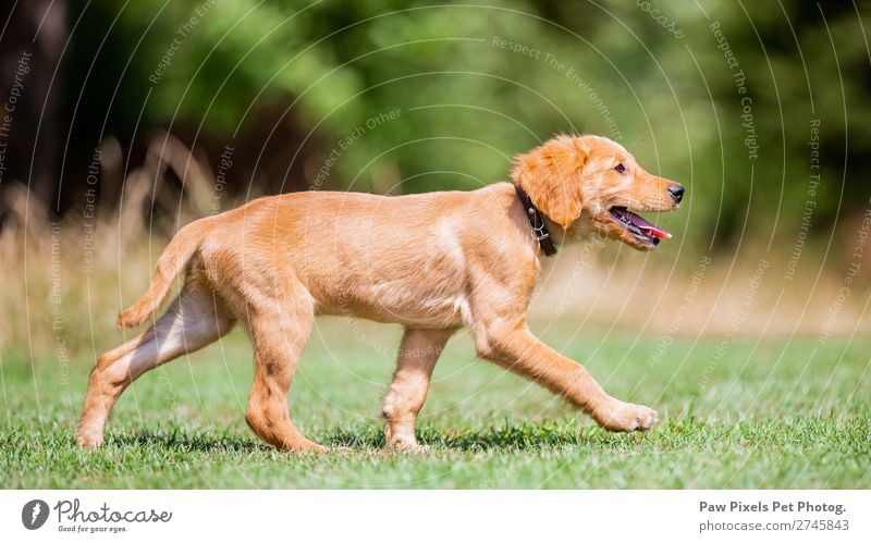 Welpenhund im Park. Tier Haustier Tiergesicht Fell Pfote 1 Tierjunges laufen rennen gelb gold grau orange rosa Freude Fröhlichkeit Neugier Golden Retriever