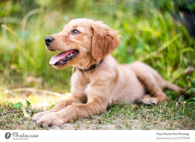 Ein Welpe im langen Gras Umwelt Natur Pflanze Frühling Sommer Herbst Blume Garten Park Wiese Feld Wald Tier Hund Tiergesicht Fell Pfote 1 Tierjunges liegen