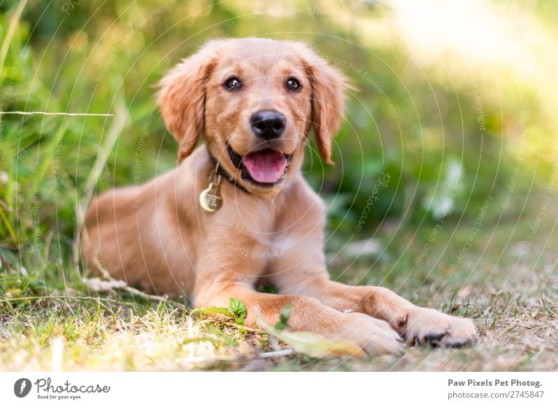 Ein Welpe, der im langen Gras liegt. Ein Golden Retriever Welpe. Tier Haustier Hund Tiergesicht Pfote 1 Tierjunges schön gelb gold grün orange rosa Gefühle