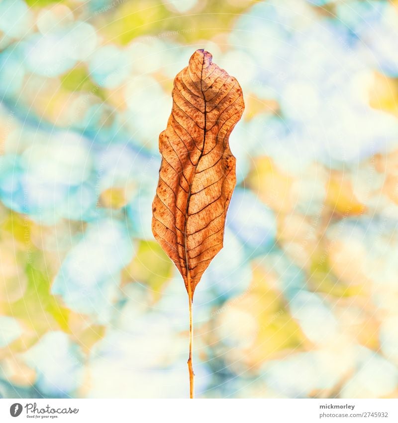 Herstskulptur Sinnesorgane Erholung ruhig Umwelt Natur Herbst Schönes Wetter Blatt Garten alt atmen beobachten Denken festhalten genießen verblüht einzigartig