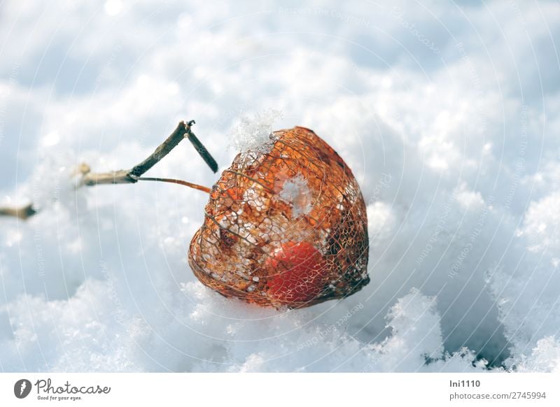 Physalis Pflanze Sonne Sonnenlicht Winter Schönes Wetter Blume Blüte Lampionblume Garten Park blau braun orange schwarz weiß Pulverschnee Schnee Gitternetz