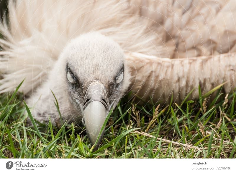 Augenblick IV Zoo Tier Vogel Geier Feder Schnabel 1 liegen Blick braun grün weiß Wachsamkeit bedrohlich Farbfoto Außenaufnahme Menschenleer Tag Tierporträt