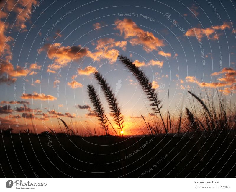 Abendsonne Sonnenuntergang Feld Hawaii Physik Wolken Abenddämmerung Wärme