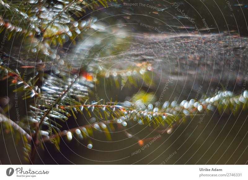 Natur - Lichtspiel im Wald Design Wellness harmonisch Erholung ruhig Dekoration & Verzierung Pflanze Wassertropfen Herbst Winter Regen Baum Tannenzweig