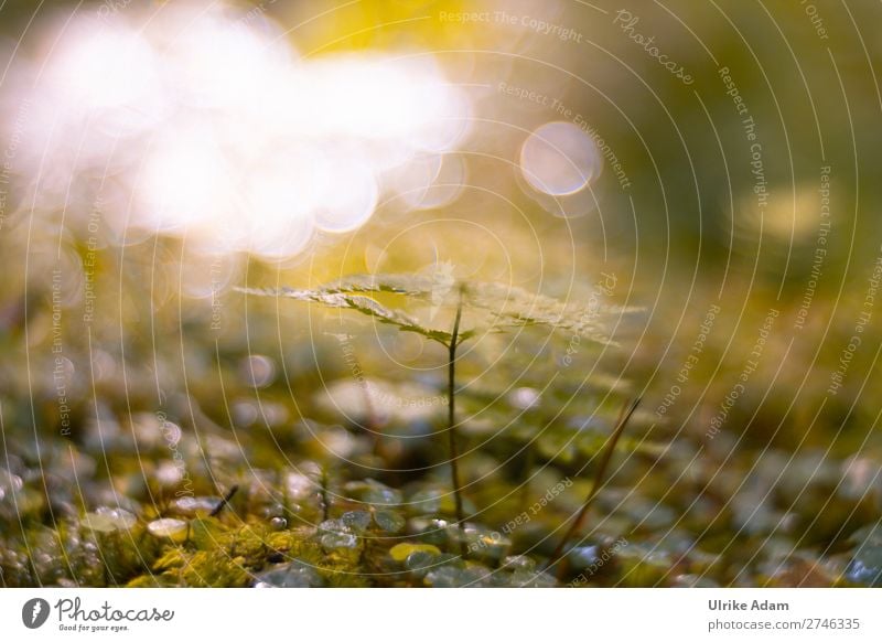 Natur - Lichtspiel im Wald Wellness Leben harmonisch Wohlgefühl Zufriedenheit Sinnesorgane Erholung ruhig Meditation Spa Dekoration & Verzierung Tapete Umwelt