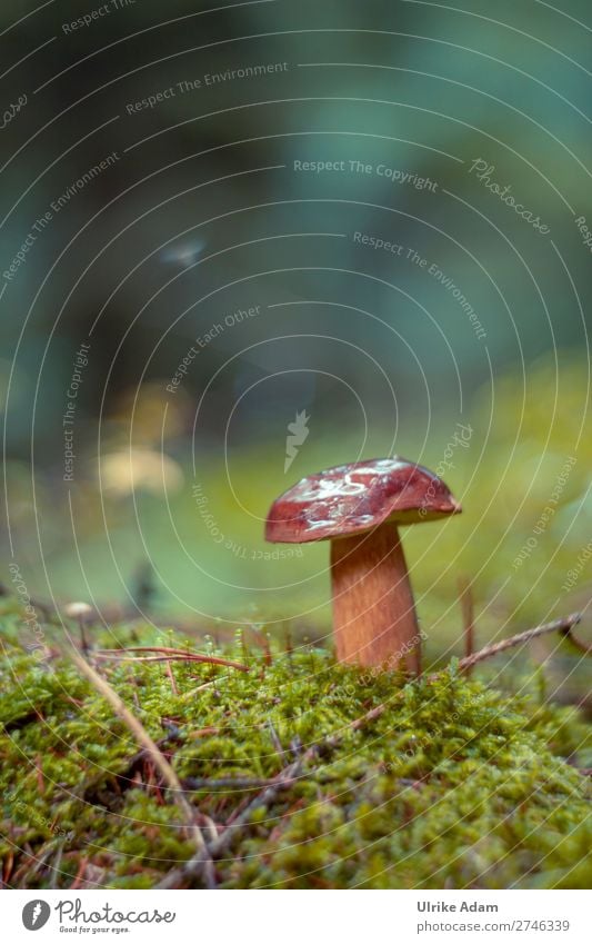 Steinpilz - Natur Pflanze Herbst Moos Pilz Steinpilze frisch wild weich braun grün Wachstum Wald Waldboden Waldpflanze Waldpilz Farbfoto Außenaufnahme