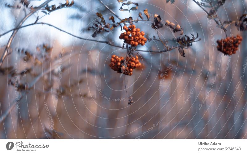 Vogelbeeren Dekoration & Verzierung Tapete Trauerkarte Trauerfeier Beerdigung Umwelt Natur Landschaft Herbst Baum Blatt Wald Moor Sumpf natürlich braun rot