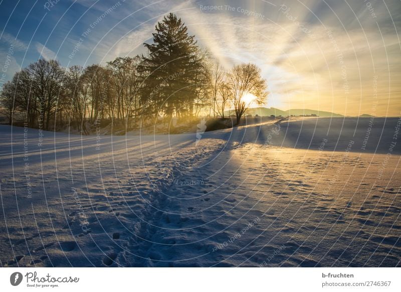 Winterlandschaft mit Sonnenaufgang harmonisch Wohlgefühl Erholung ruhig Schnee Natur Sonnenuntergang Sonnenlicht Schönes Wetter Baum Wald Hügel Fußspur