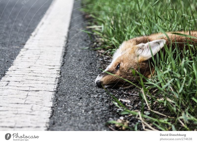 Hoffentlich ging es schnell... Verkehrswege Straße Wege & Pfade Tier Wildtier Totes Tier grau grün weiß Rotfuchs Tod Unfall Fell Ohr Schnauze Seitenlinie