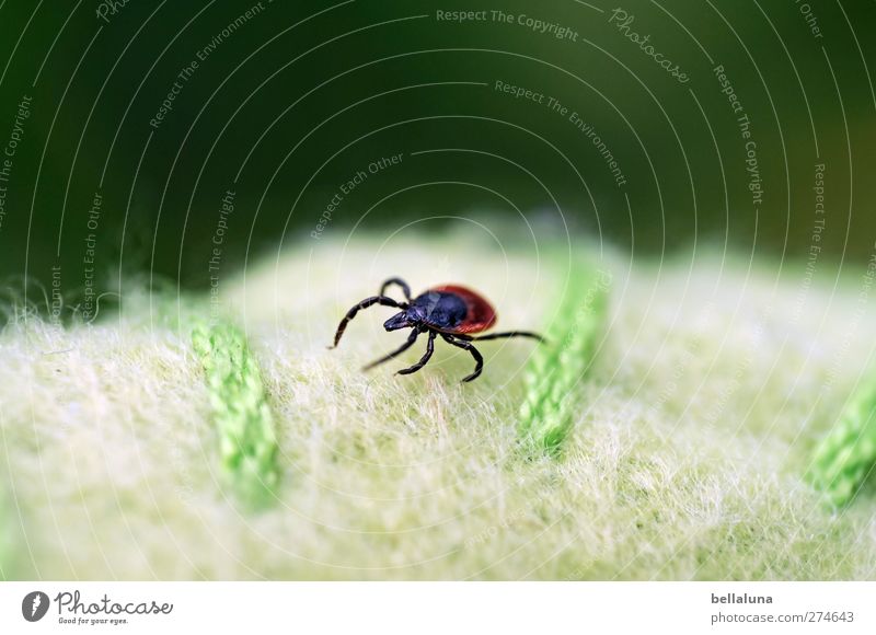 Borrelliose Natur Schönes Wetter Gras Park Wiese Tier Wildtier 1 krabbeln Insekt Holzbock Zecke Decke Wolldecke braun schwarz grün Strukturen & Formen Stoff