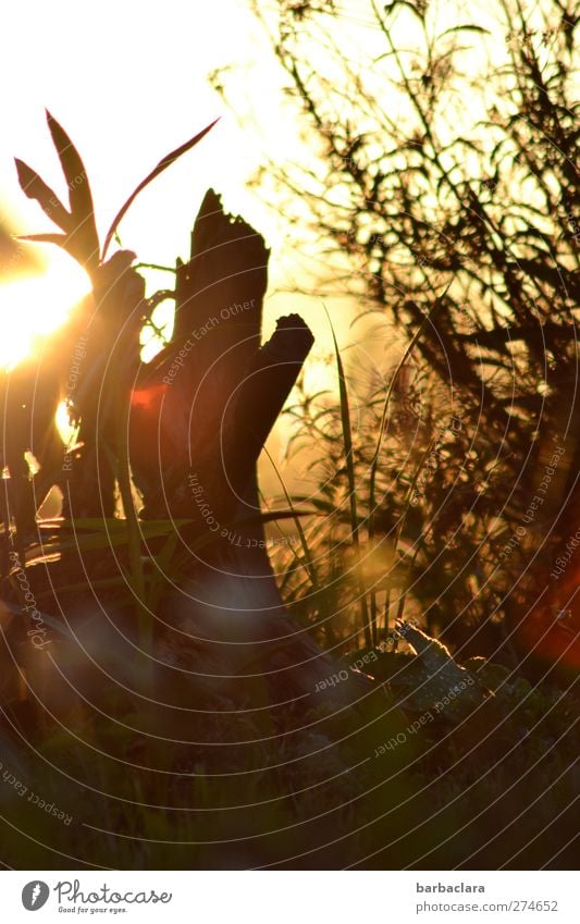 Sommerabend Natur Pflanze Sonne Sonnenaufgang Sonnenuntergang Schönes Wetter Baum Blume Sträucher Garten leuchten Wärme gold rot Stimmung Romantik exotisch