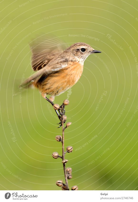 Wunderschöner Wildvogel auf einem Ast thront Leben Frau Erwachsene Umwelt Natur Tier Vogel klein natürlich wild braun weiß Tierwelt allgemein gehockt