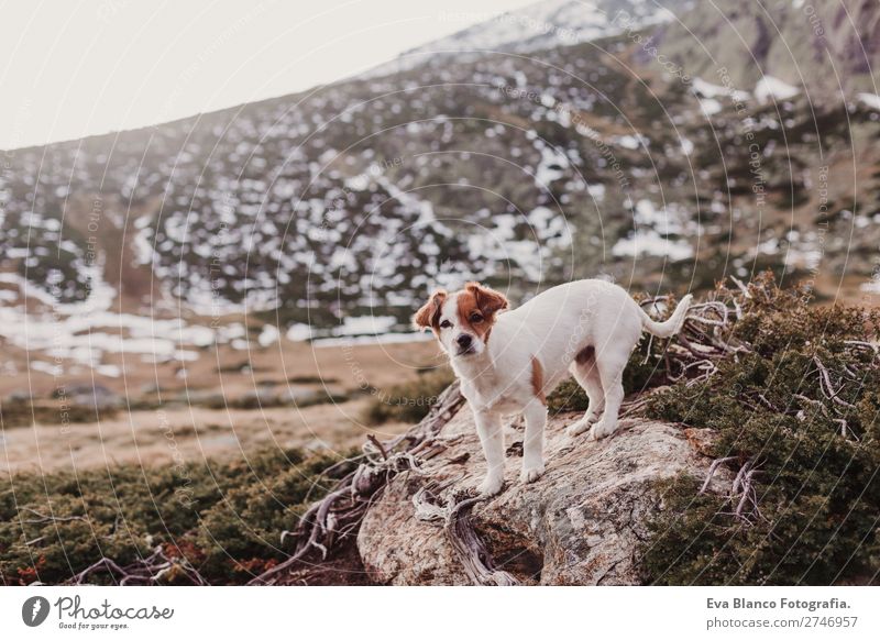 süßer kleiner Hund Draußen bei Sonnenuntergang Lifestyle Freude Winter Schnee Berge u. Gebirge Fotokamera Natur Tier Herbst Blatt Park Wege & Pfade Haustier 1