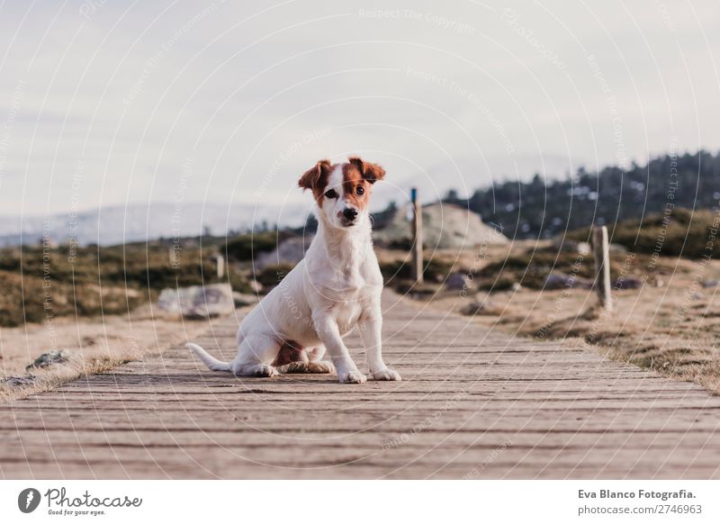 süßer kleiner Hund auf Holzboden sitzend. Berglandschaft Lifestyle Freude Winter Fotokamera Natur Tier Herbst Blatt Park Jacke Haustier 1 stehen modern niedlich