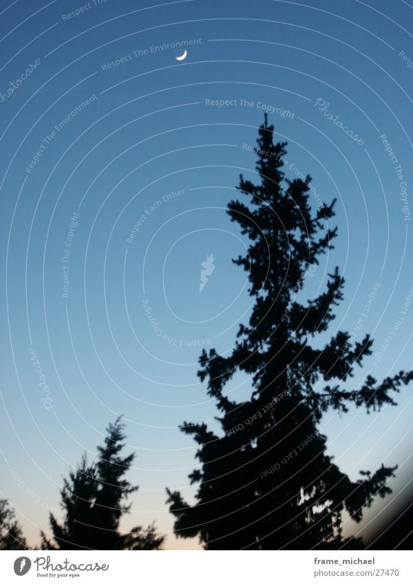 Abendhimmel Sonnenuntergang Verlauf Baum Mond