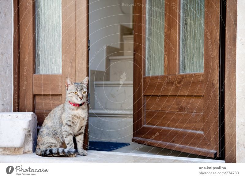 wachkatze Treppe Tür Tier Haustier Katze 1 Stein Holz beobachten sitzen kuschlig weich bewachen Eingang Tigerfellmuster Farbfoto Gedeckte Farben Außenaufnahme