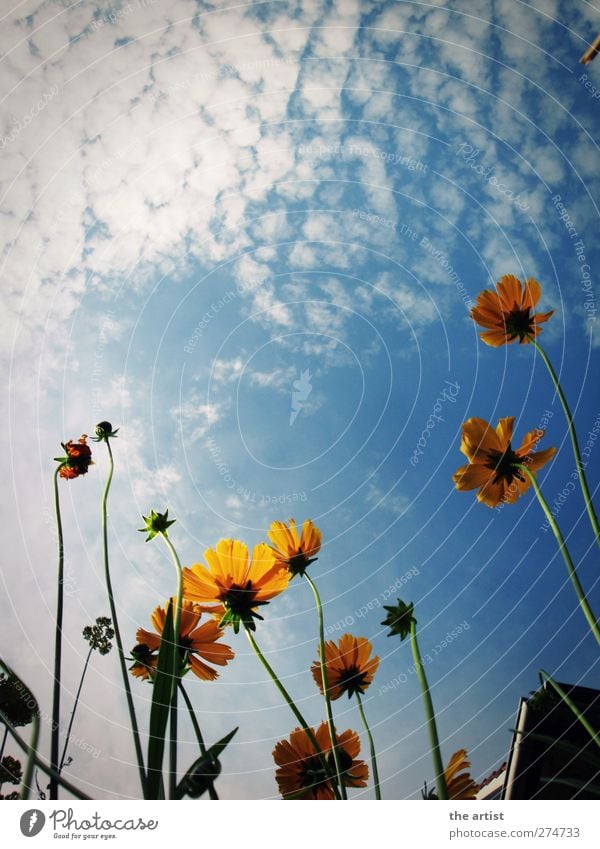 Sommerhimmel Umwelt Natur Pflanze Himmel Wolken Schönes Wetter Blüte Blume frei Freundlichkeit blau gelb weiß Frühlingsgefühle Erholung Ferien & Urlaub & Reisen