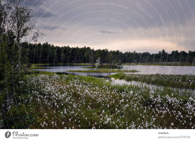 Der weisse See Landschaft Pflanze Wolken Sommer Schönes Wetter Baum Gras Sträucher Seeufer Moor Sumpf grau grün Gedeckte Farben Außenaufnahme Menschenleer