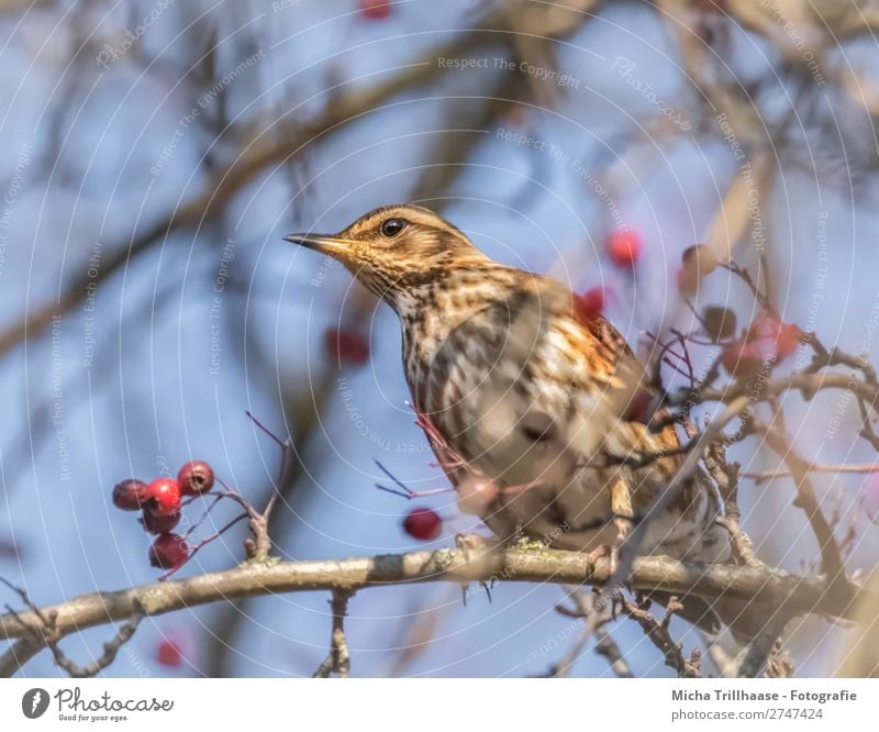 Wacholderdrossel im Beerenstrauch Natur Tier Himmel Sonnenlicht Schönes Wetter Sträucher Wildtier Vogel Tiergesicht Flügel Krallen Drossel Schnabel Feder Auge 1