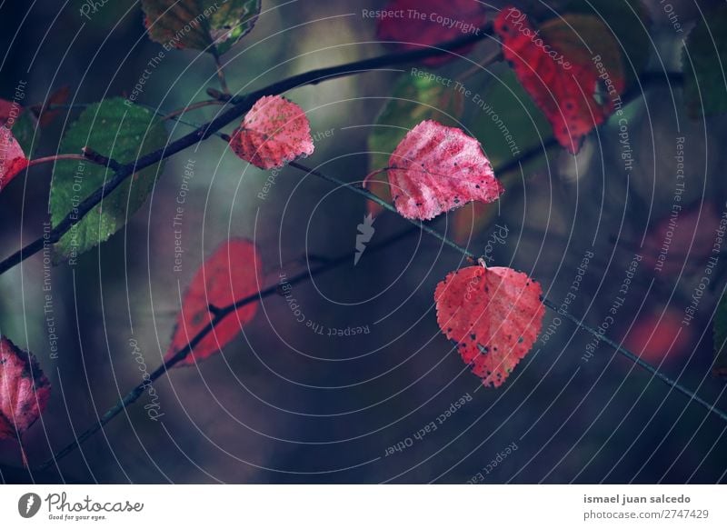 rote Baumblätter Blatt Natur abstrakt Konsistenz Außenaufnahme Hintergrund Beautyfotografie Zerbrechlichkeit Herbst fallen Winter