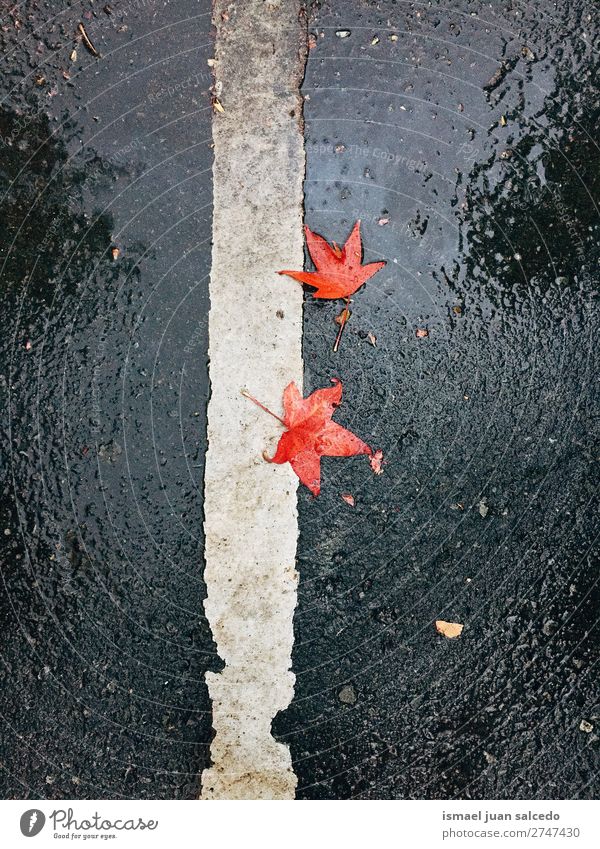 rote Blätter auf dem Boden Blatt Natur abstrakt Konsistenz Außenaufnahme Hintergrund Beautyfotografie Zerbrechlichkeit Herbst fallen Winter