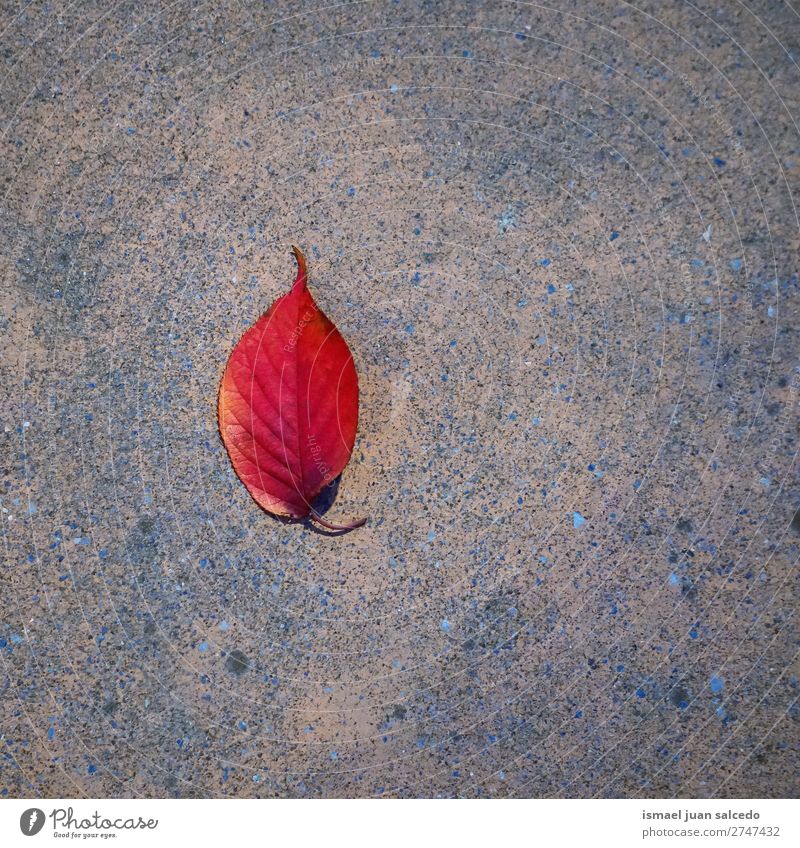 rotes Baumblatt Blatt Natur abstrakt Konsistenz Außenaufnahme Hintergrund Beautyfotografie Zerbrechlichkeit Herbst fallen Winter