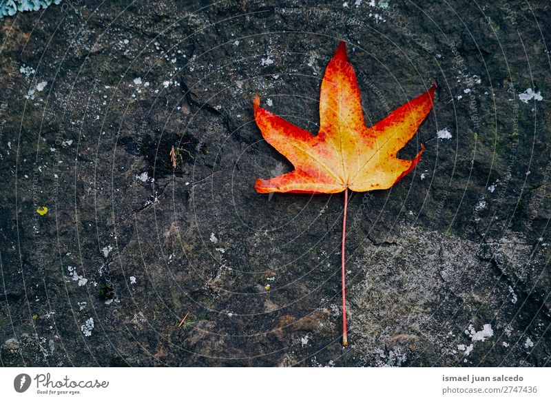 rotes Baumblatt Blatt Natur abstrakt Konsistenz Außenaufnahme Hintergrund Beautyfotografie Zerbrechlichkeit Herbst fallen Winter