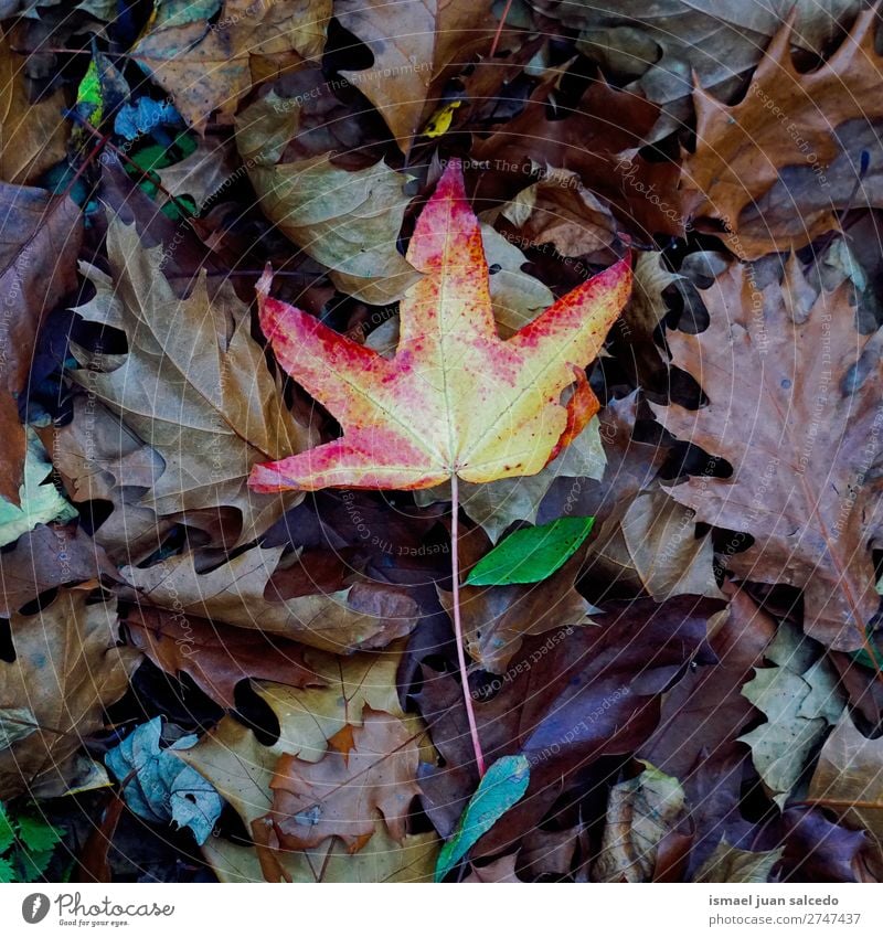 rotes Baumblatt Blatt Natur abstrakt Konsistenz Außenaufnahme Hintergrund Beautyfotografie Zerbrechlichkeit Herbst fallen Winter