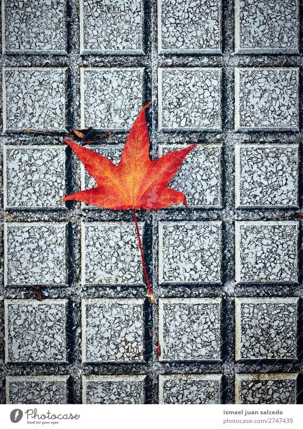 rotes Baumblatt Blatt Natur abstrakt Konsistenz Außenaufnahme Hintergrund Beautyfotografie Zerbrechlichkeit Herbst fallen Winter