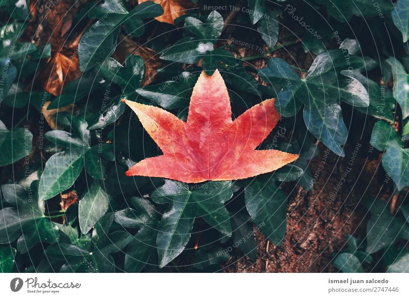 rotes Baumblatt Blatt Natur abstrakt Konsistenz Außenaufnahme Hintergrund Beautyfotografie Zerbrechlichkeit Herbst fallen Winter