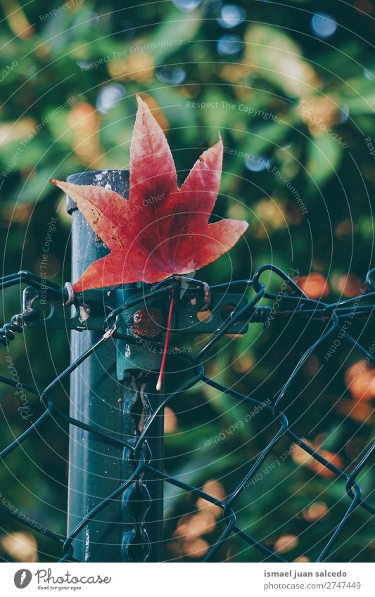 rotes Baumblatt Blatt Natur abstrakt Konsistenz Außenaufnahme Hintergrund Beautyfotografie Zerbrechlichkeit Herbst fallen Winter