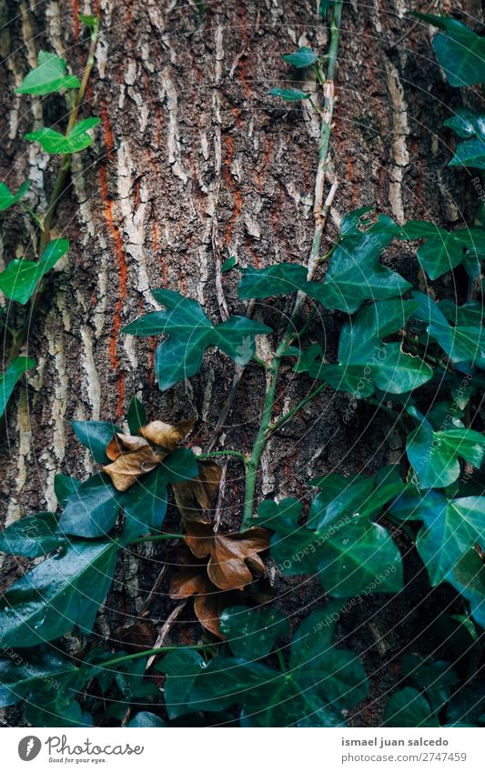 grüne Pflanzenblätter Blatt Garten geblümt Natur Dekoration & Verzierung abstrakt Konsistenz frisch Außenaufnahme Hintergrund Beautyfotografie Zerbrechlichkeit